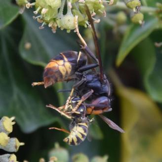 De 4 grootste misverstanden over de Aziatische hoornaar