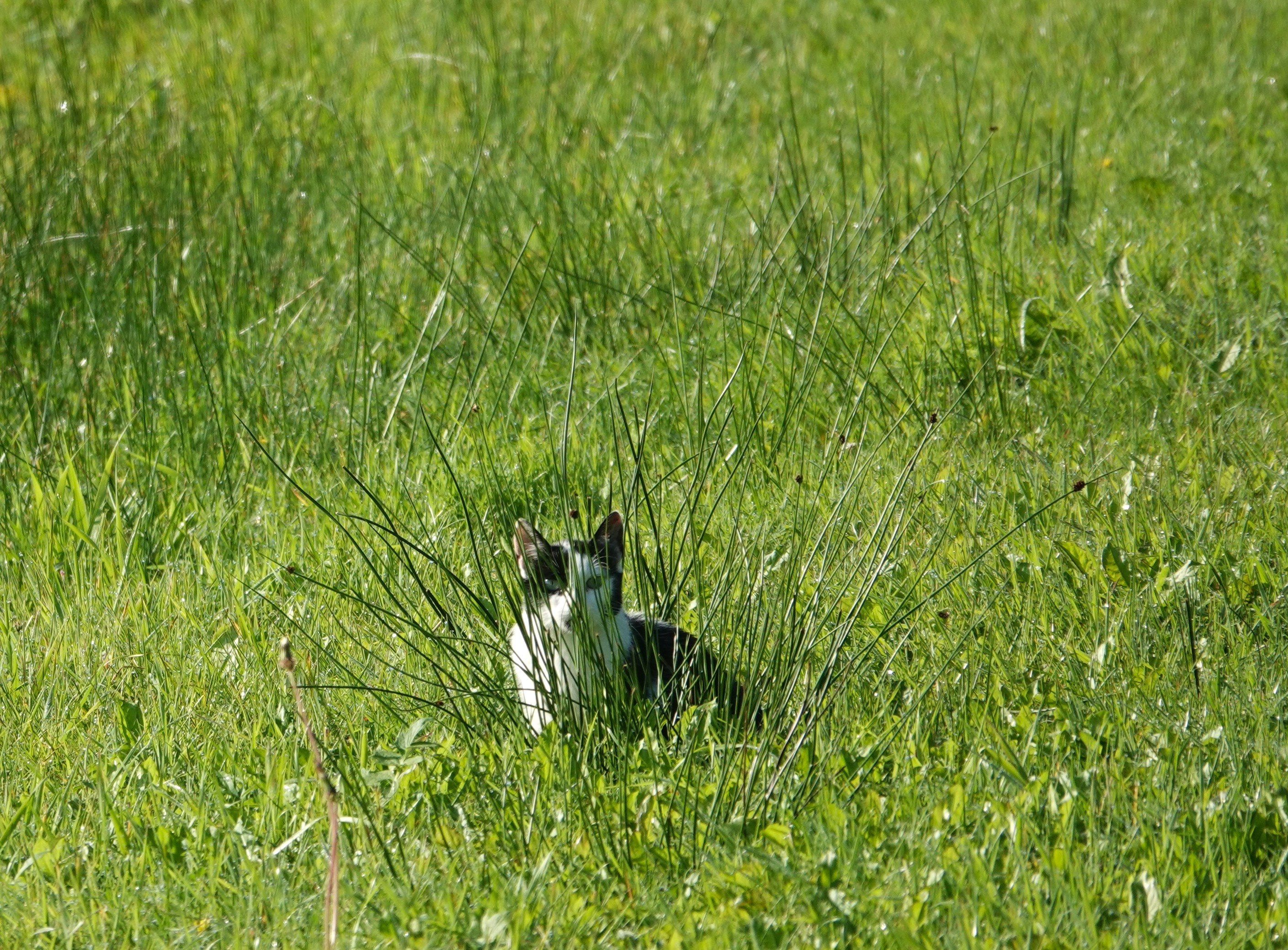 Als de kat van huis is