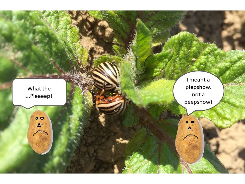 Oooh No!! Colorado Potato Beetles!