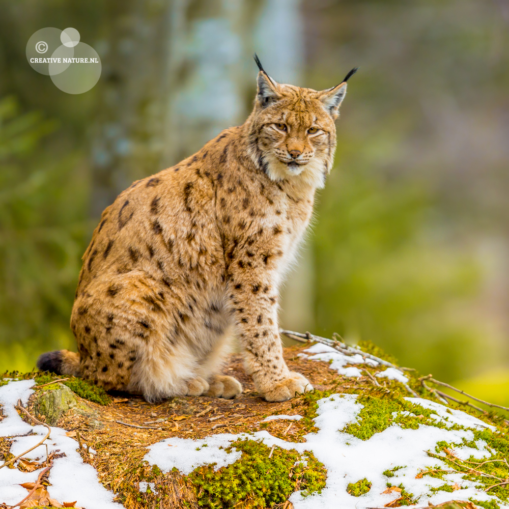 Europese Lynx in de winter kijkt opzij