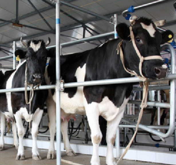 Two Friesian cows in a cattle crush awaiting diagnosis