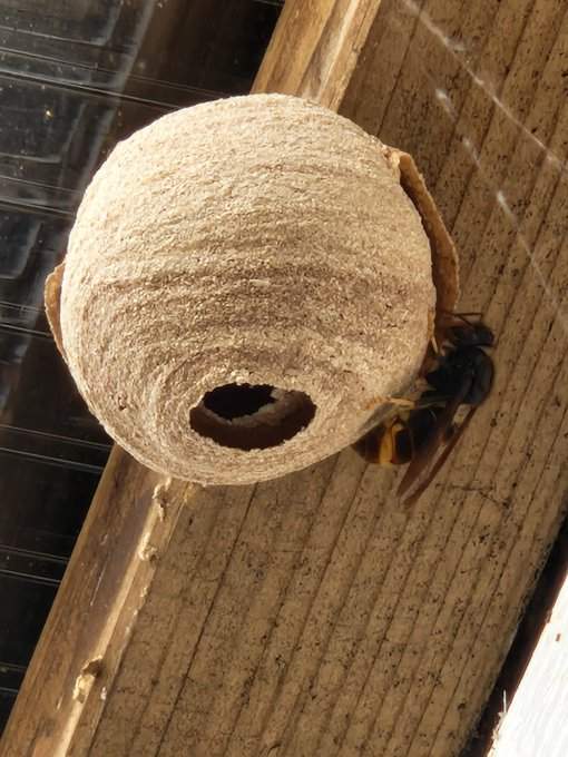 Wespenstichting verwijdert nest van de Aziatische hoornaar uit overkapping in Oud-Beijerland.