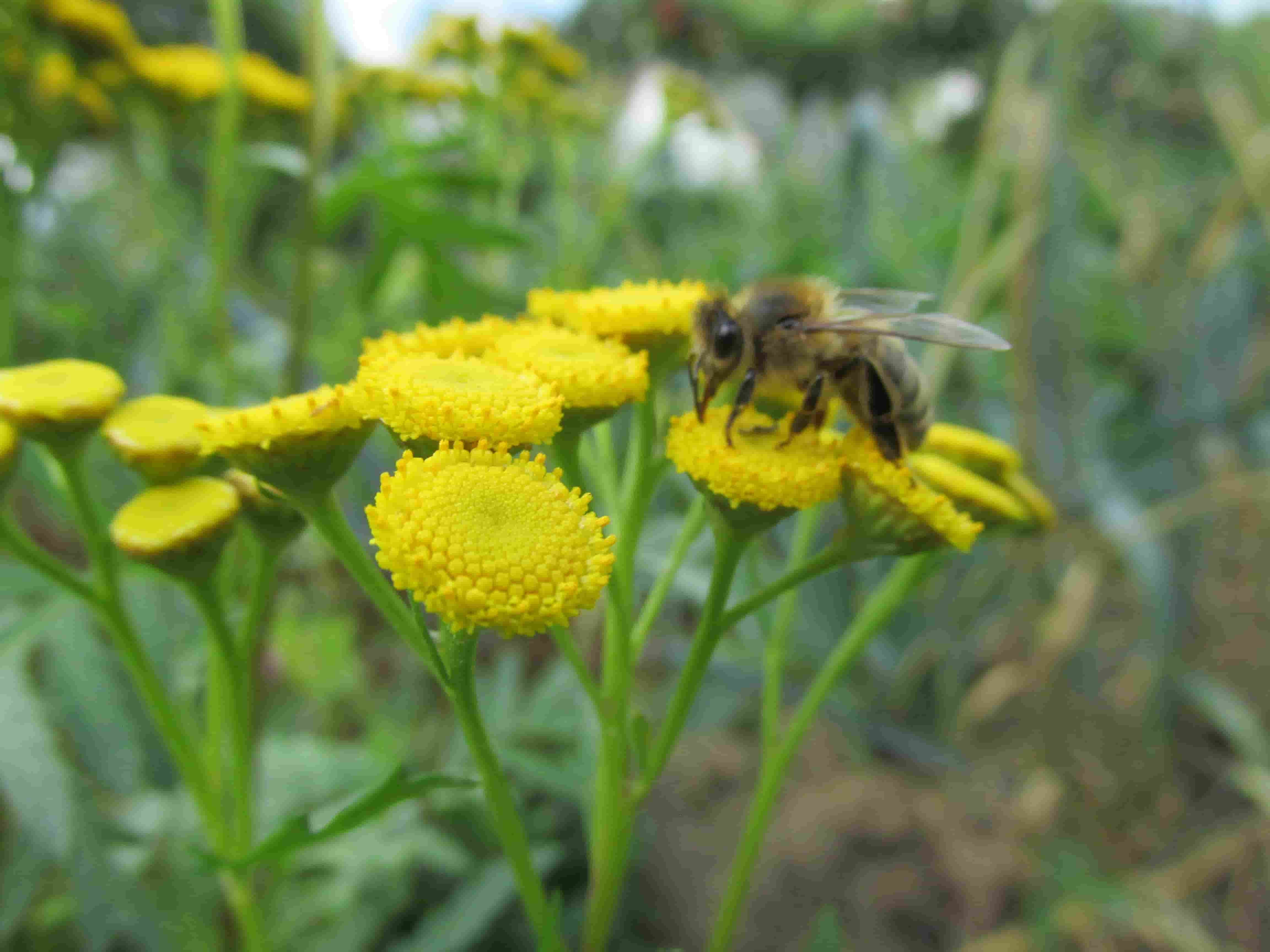 Grow Tansy: The Essential Companion Plant for a Thriving Garden