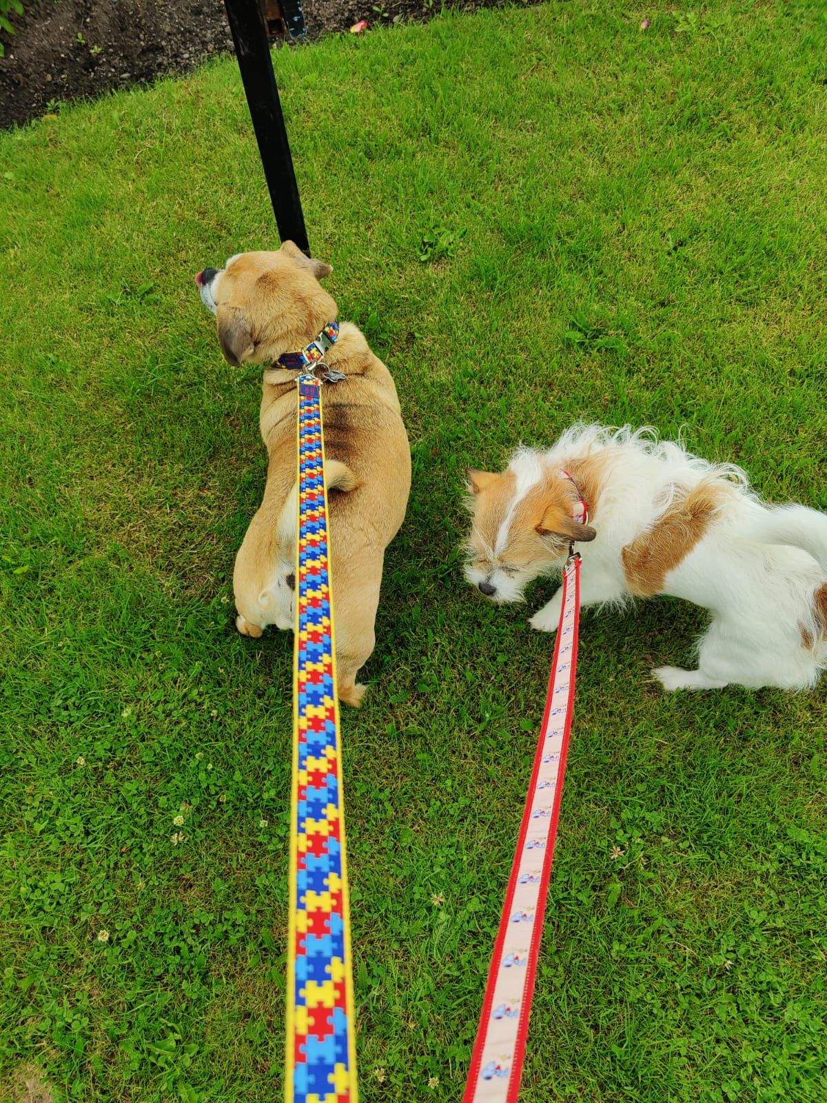 Pals Out For Walkies - In Their New Collars & Leads Set