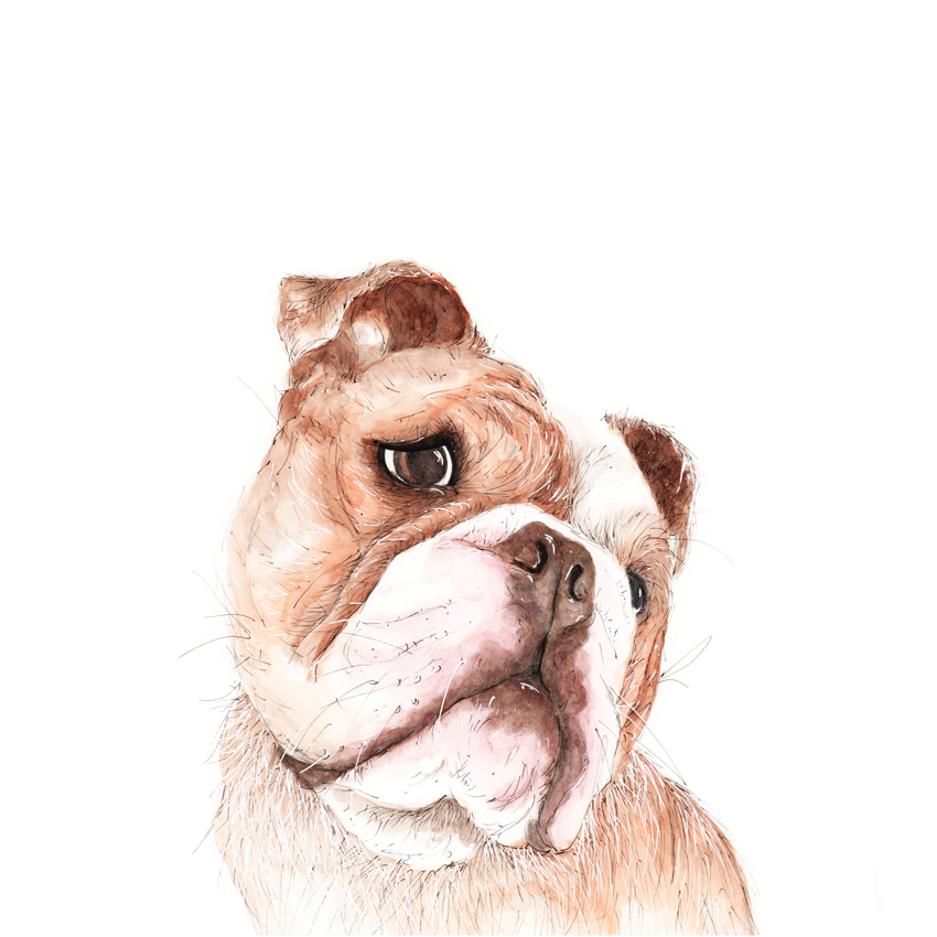 Size A3 Dog Watercolour Pencil & Ink Illustration