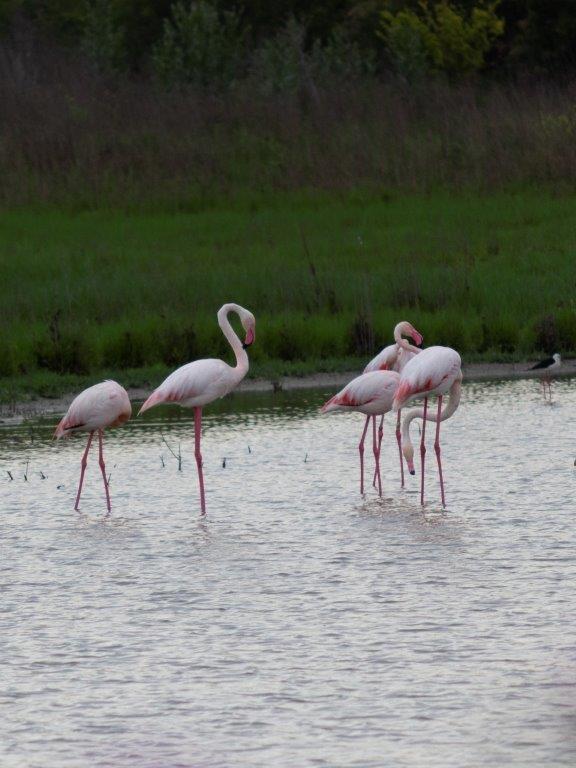 Het Ecologische Wonder van het Natuurreservaat Laguna de Fuente de Piedra: Een Toevluchtsoord voor Flamingo's en Biodiversiteit in Andalusië