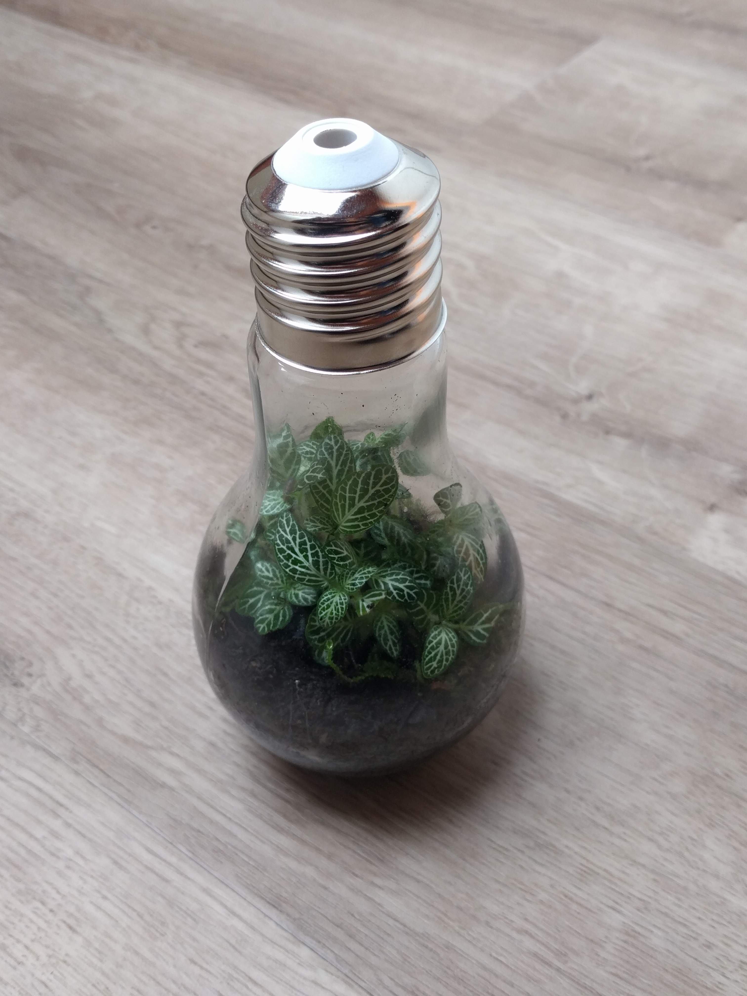 Ecosysteem in lampvormige vaas