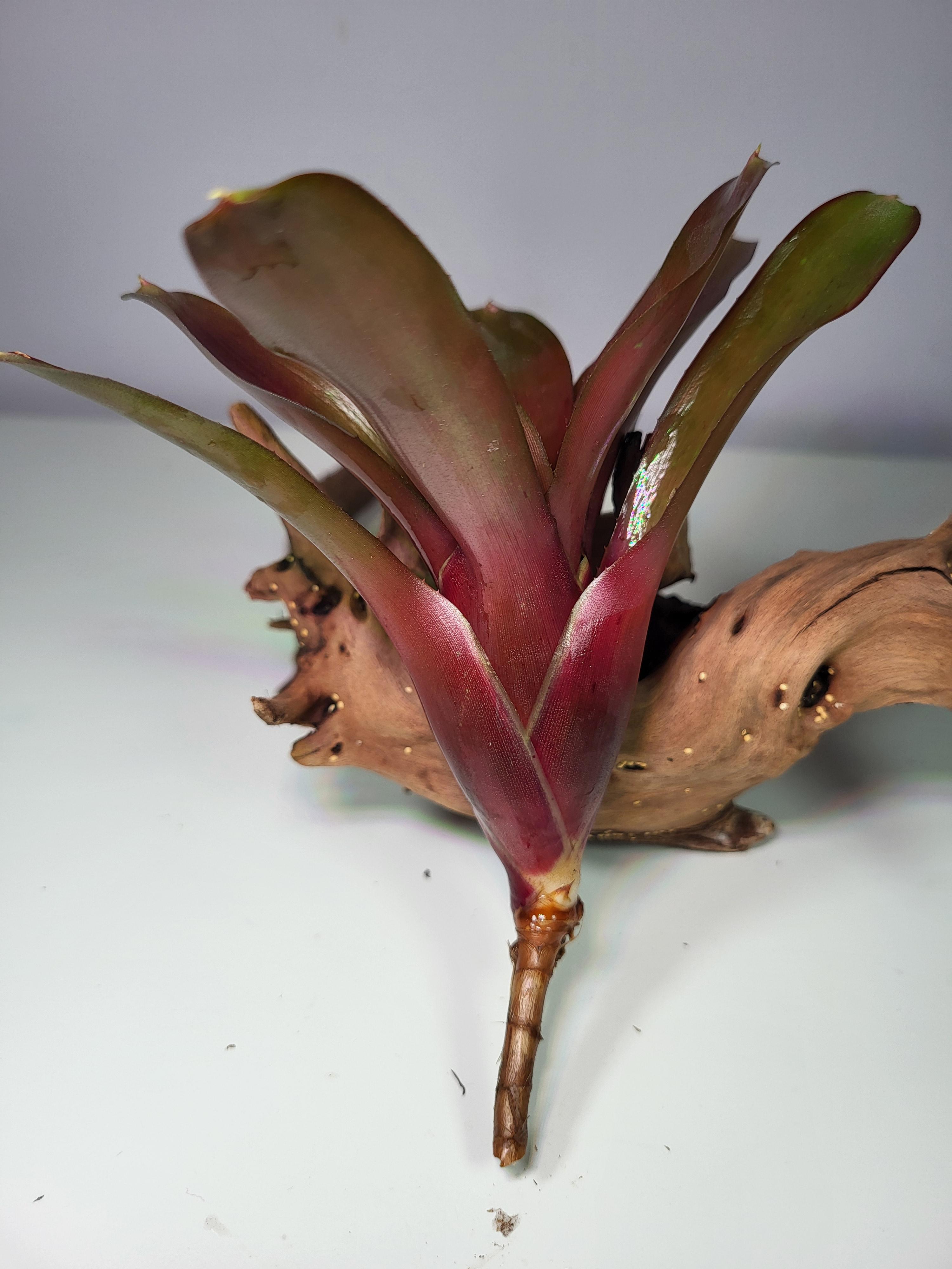 Neoregelia Hawaii red