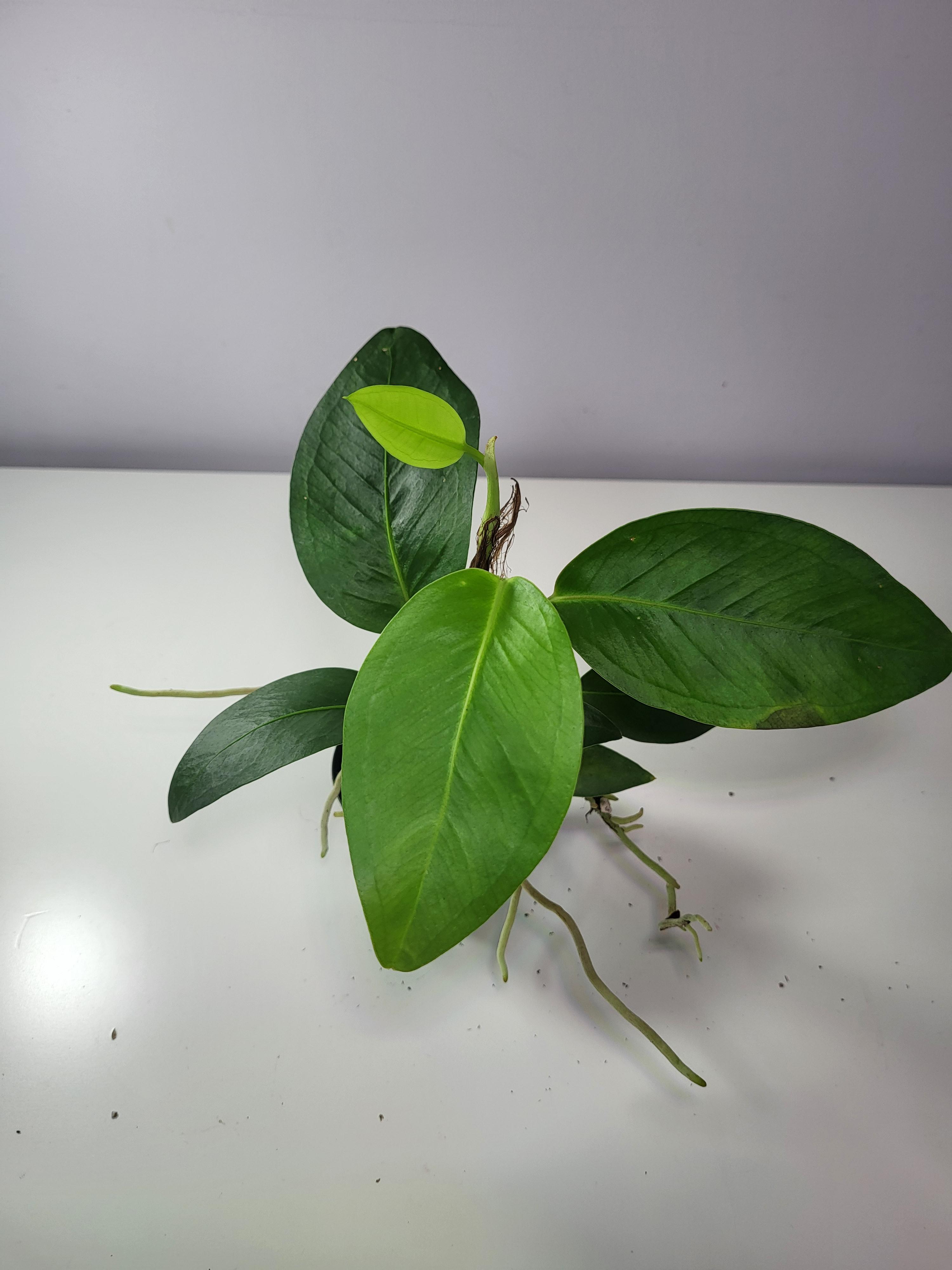 Anthurium scandens