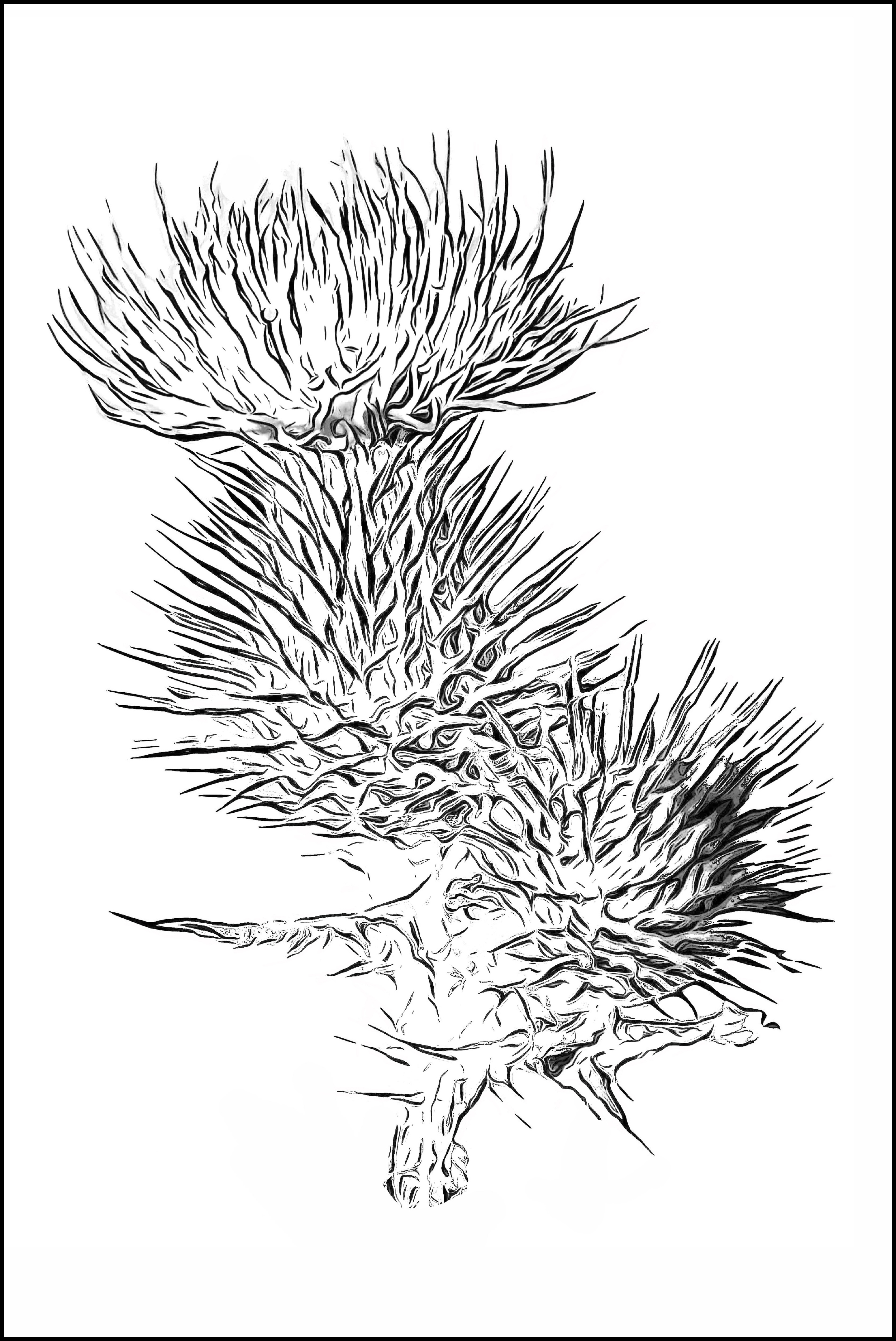 Thistle