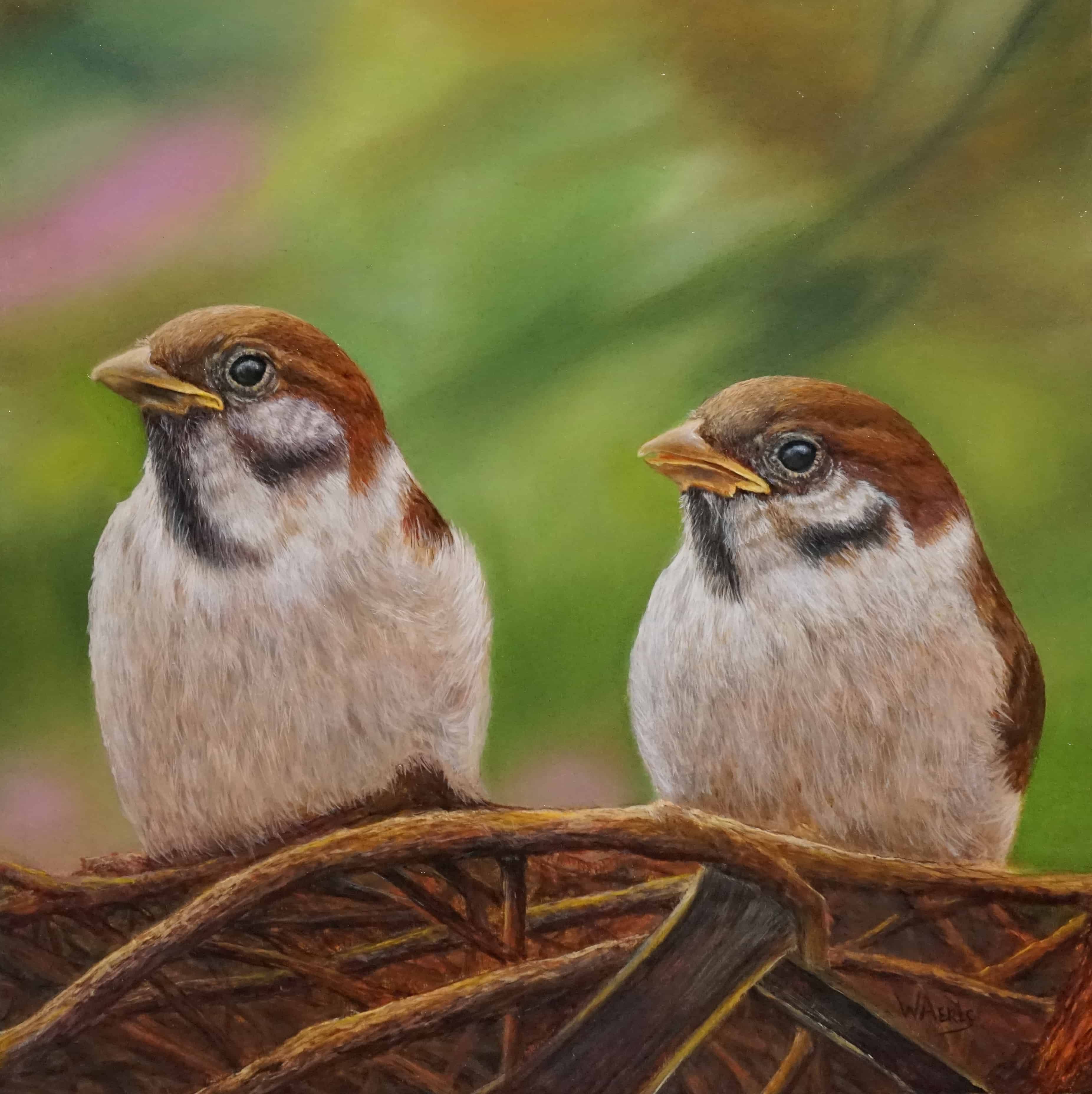 Sparrows