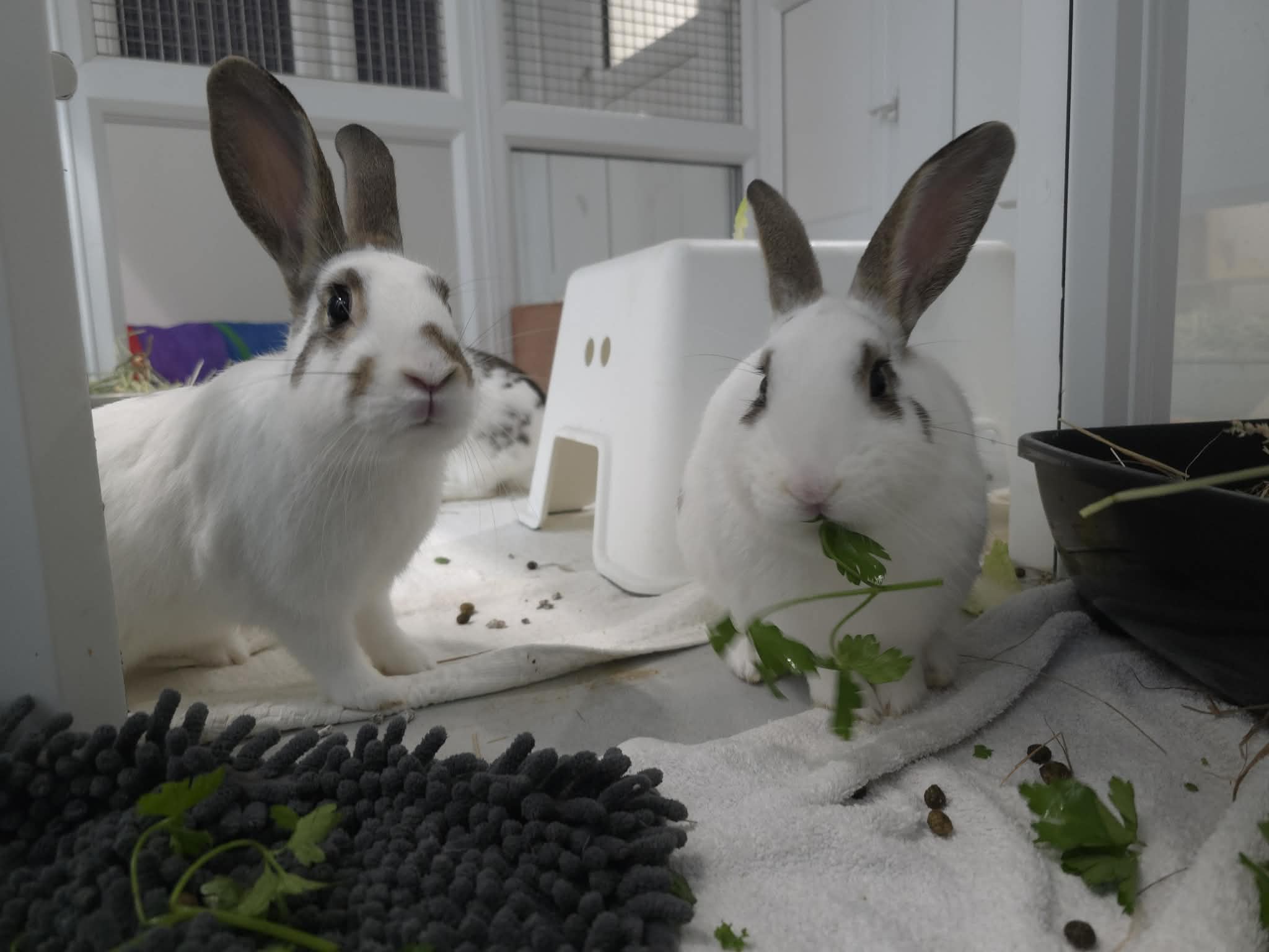 Fern & Fig & Raddish & Cactus & Orchid — photo 5