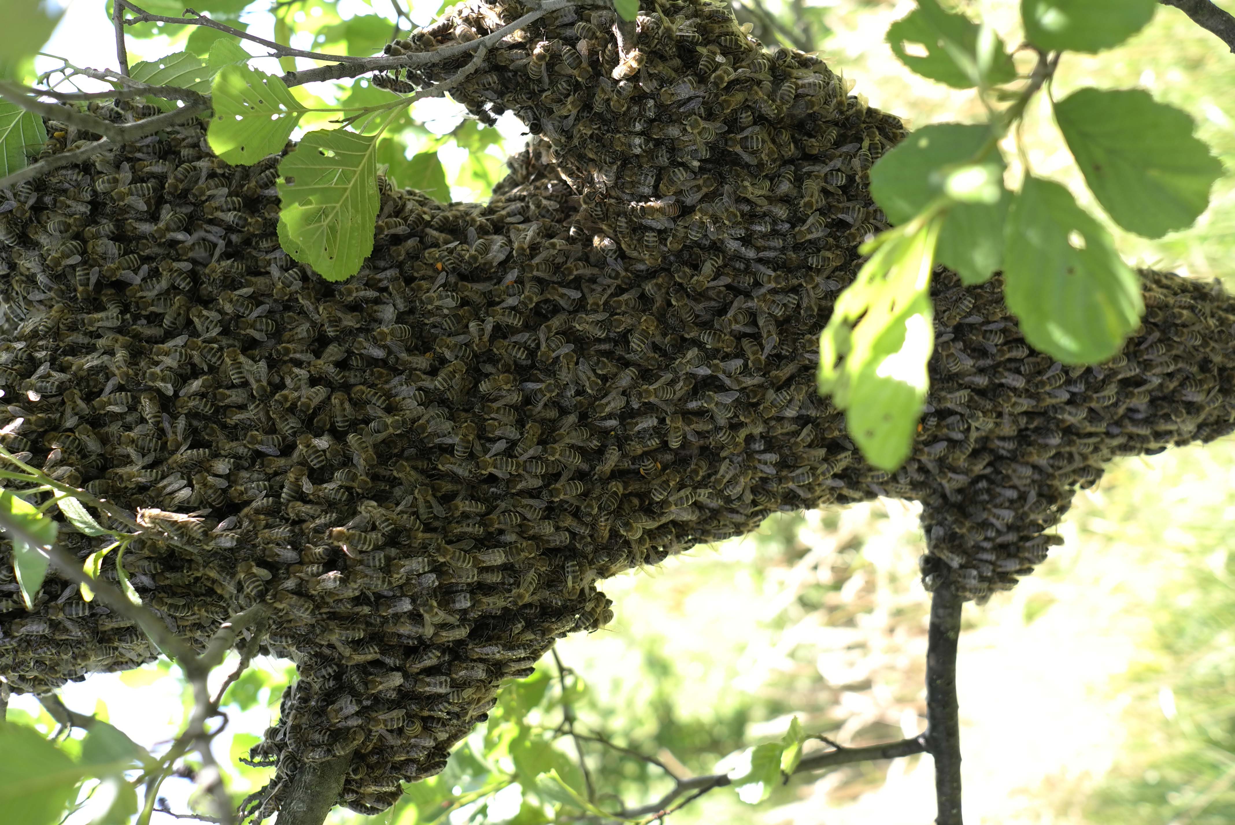 BASICs der Wesensgemäße Bienenhaltung - Online-Kurs