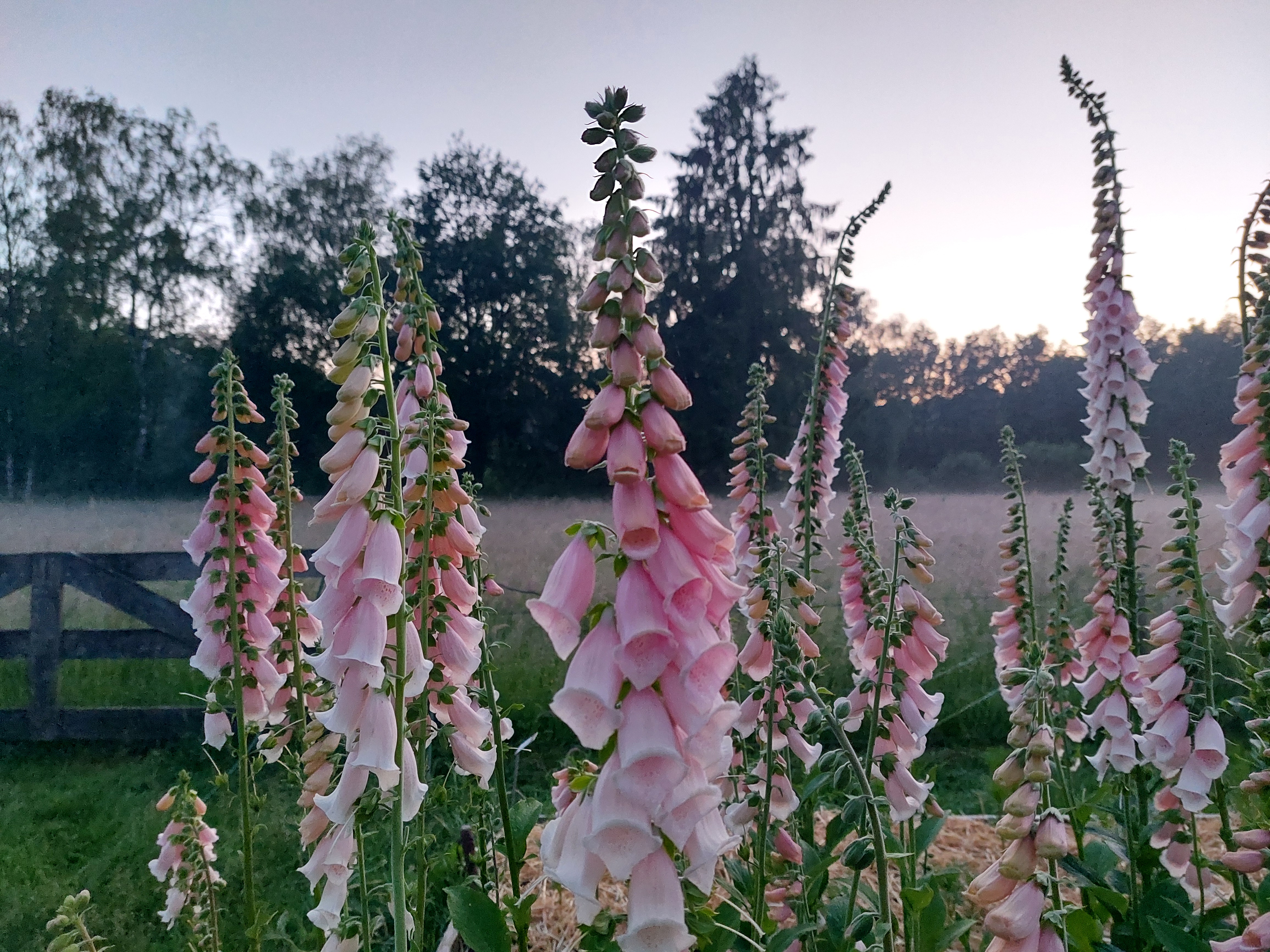 Digitalis purpurea 'Apricot Beauty' - vingerhoedskruid NIEUW