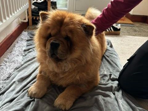 ANNIE - CHOW CHOW - FEMALE - 4 YEARS