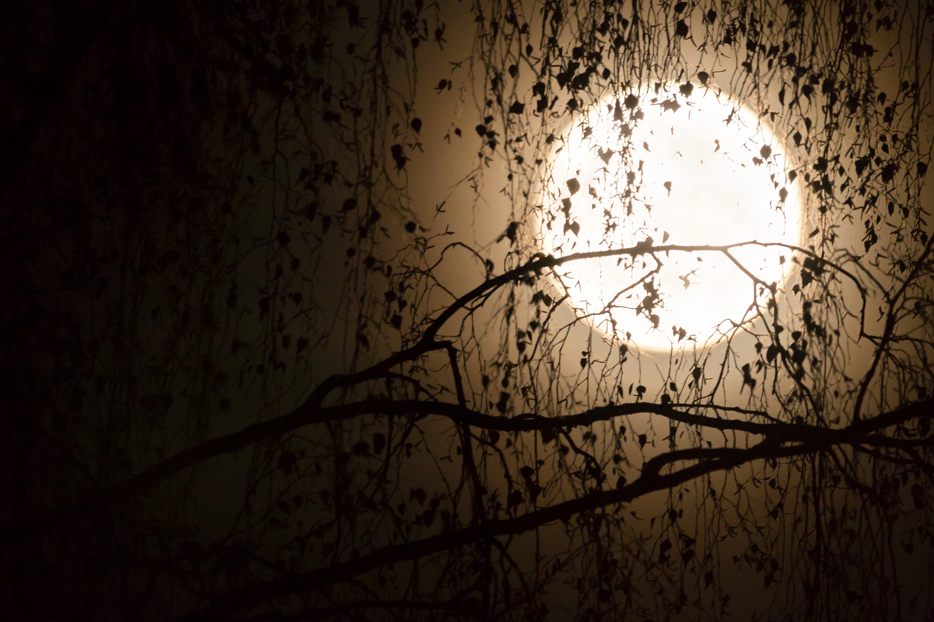 Moon behind branches