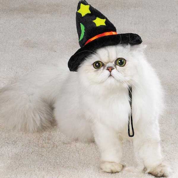 Witch hat for your cat