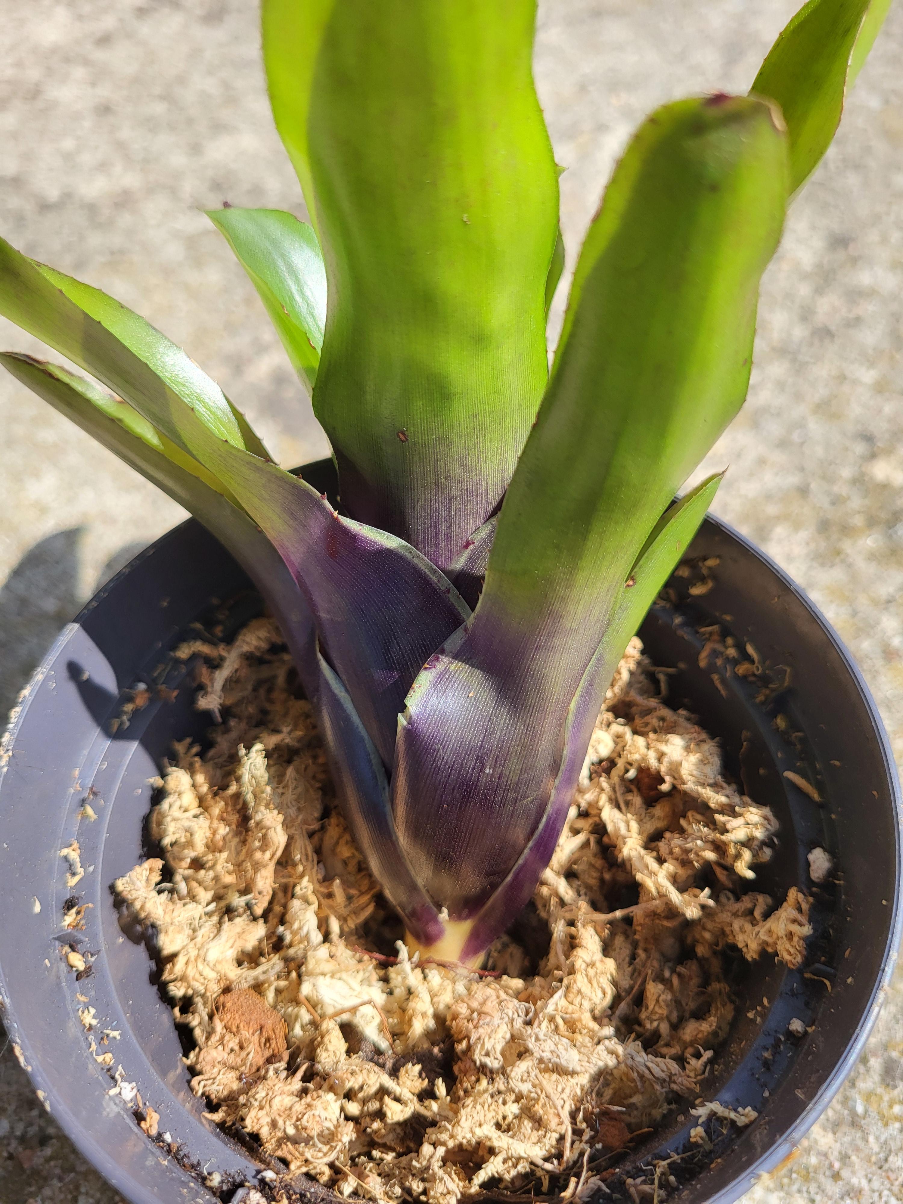 Neoregelia Dark purple