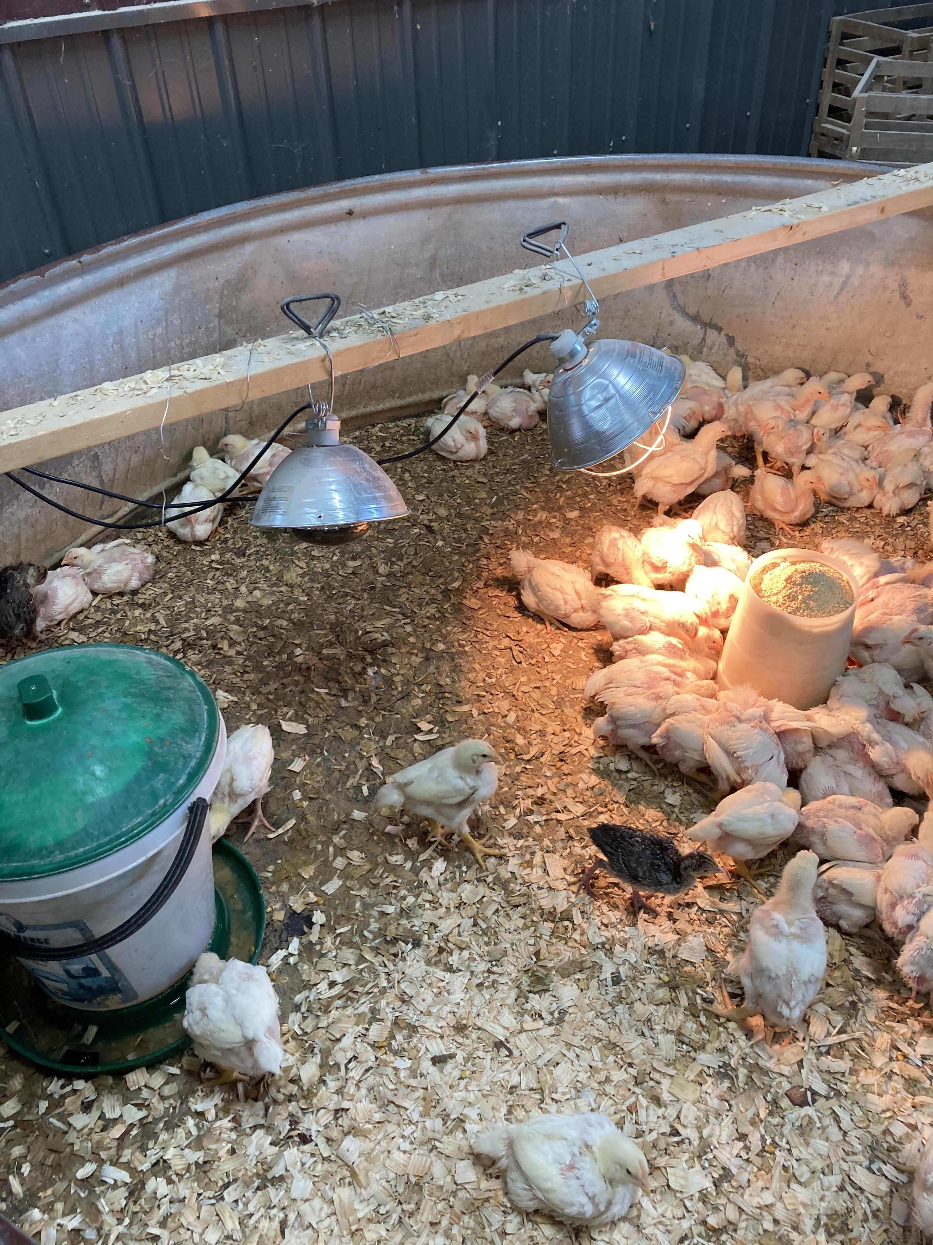 Chicks in the Brooder