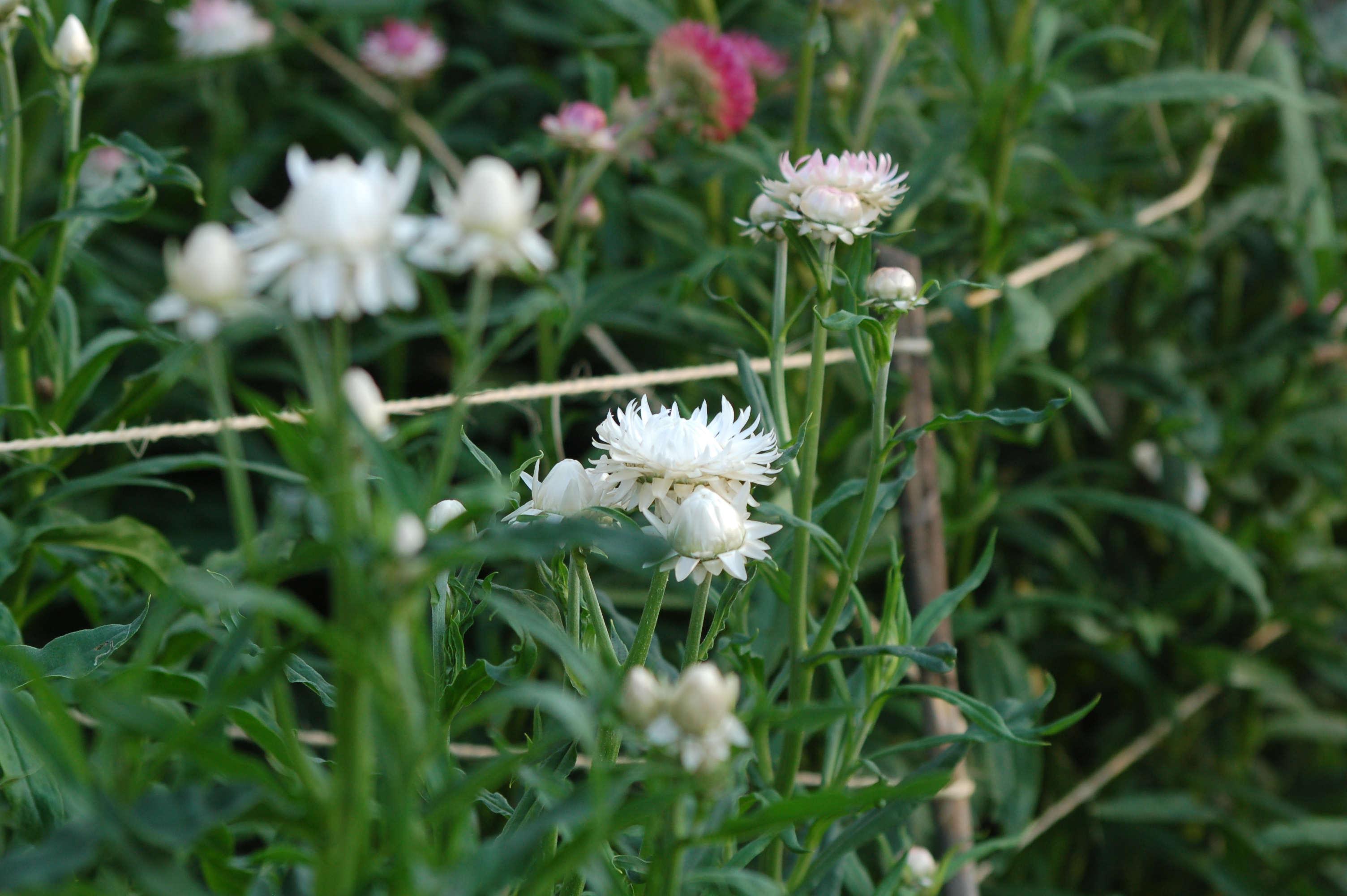 Helichrysum bracteatum 'White' - strobloem NIEUW