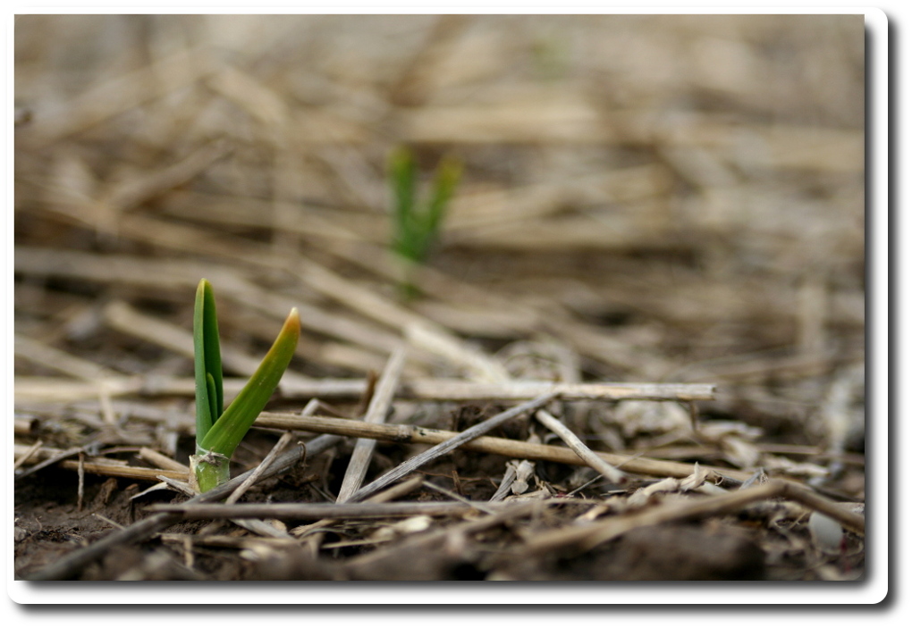 Copper Kettle Gourmet Garlic