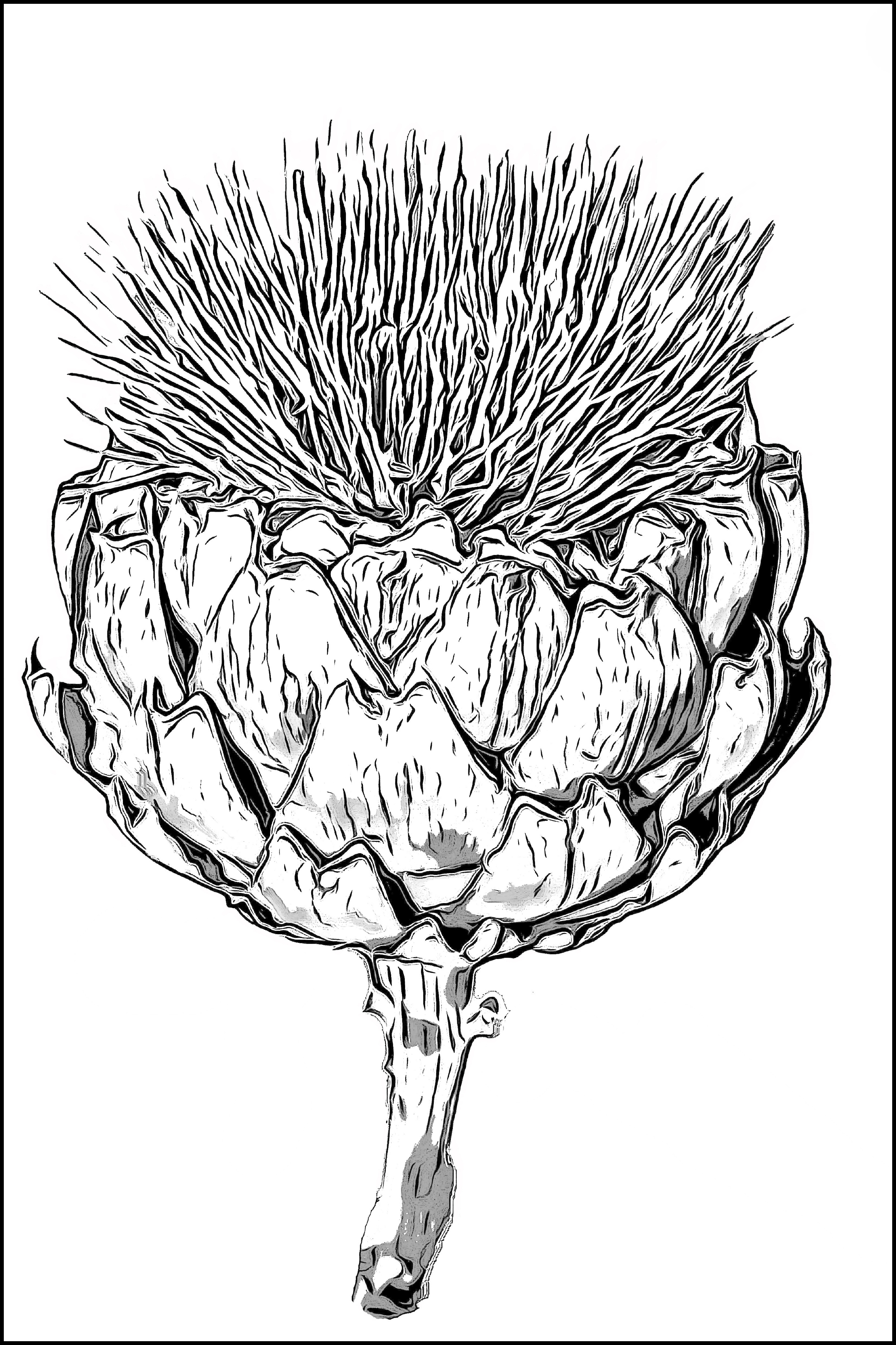 Artichoke