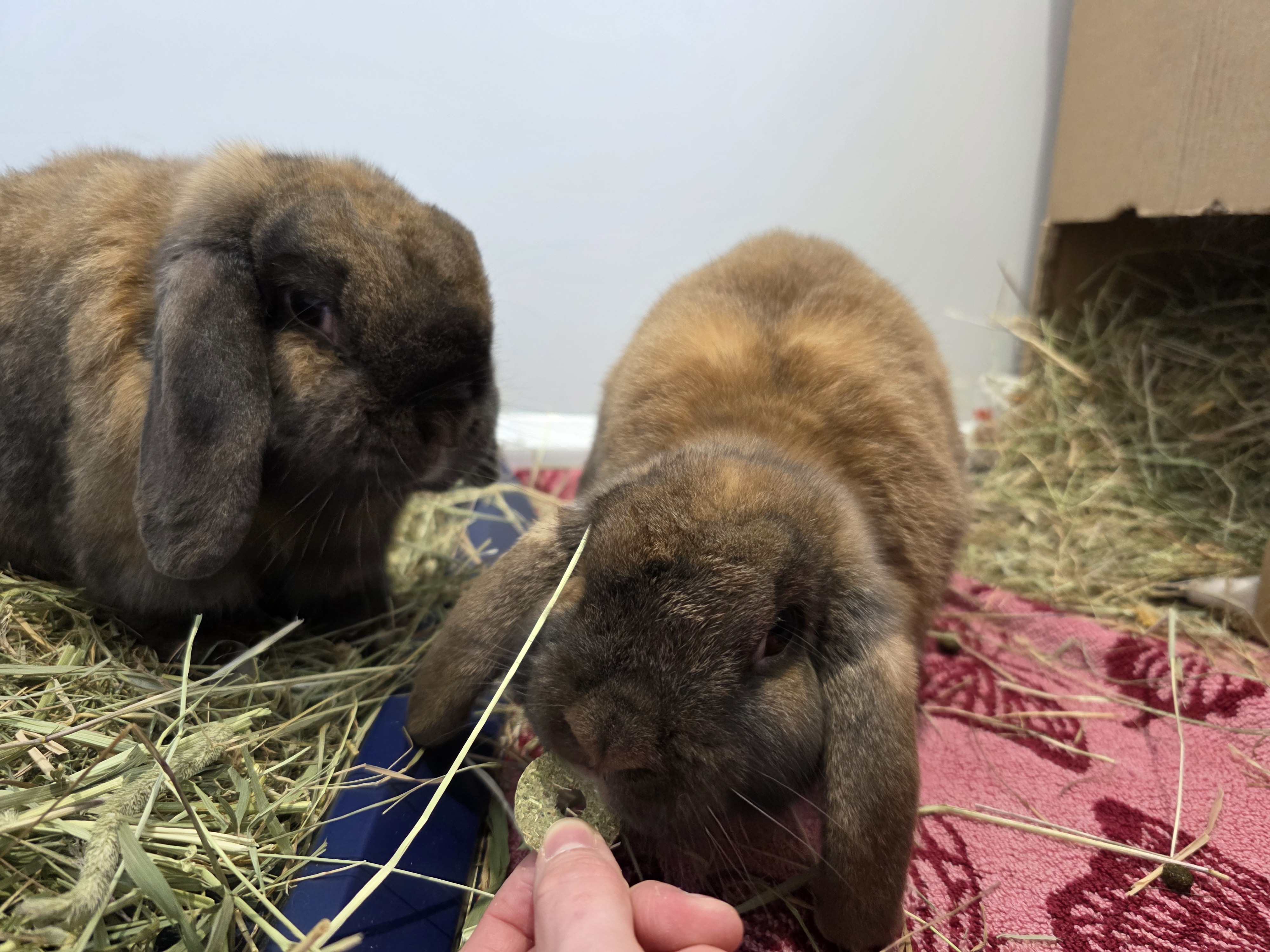 Bricohe Bun & Bao Bun — photo 6