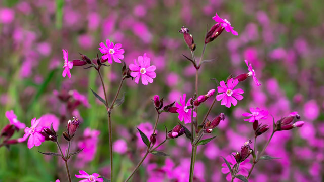 Silene dioica - dagkoekoeksbloem NIEUW