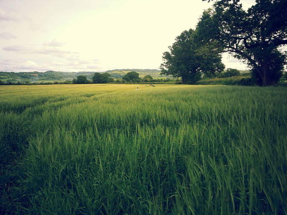 Home dog boarding run from our family home in Saltford Bristol, we