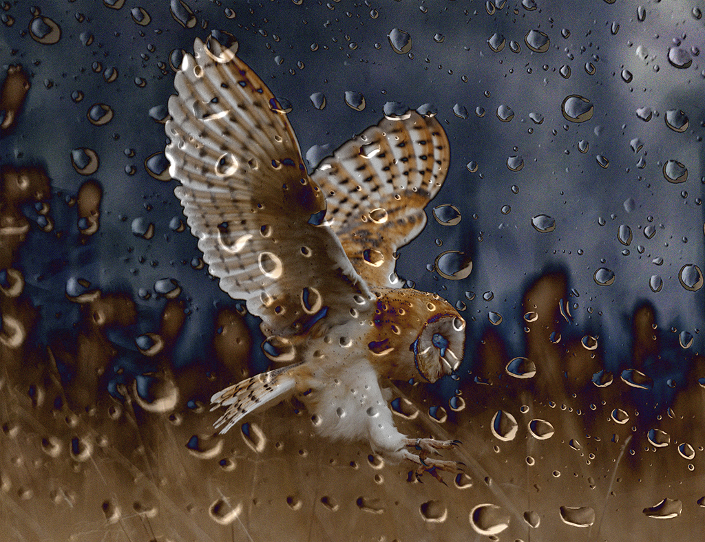 Barn Owl - Fine Art Print