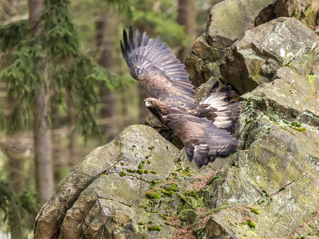 A golden eagle banks sharply in flight, skimming the rocky outcrop in the background.
