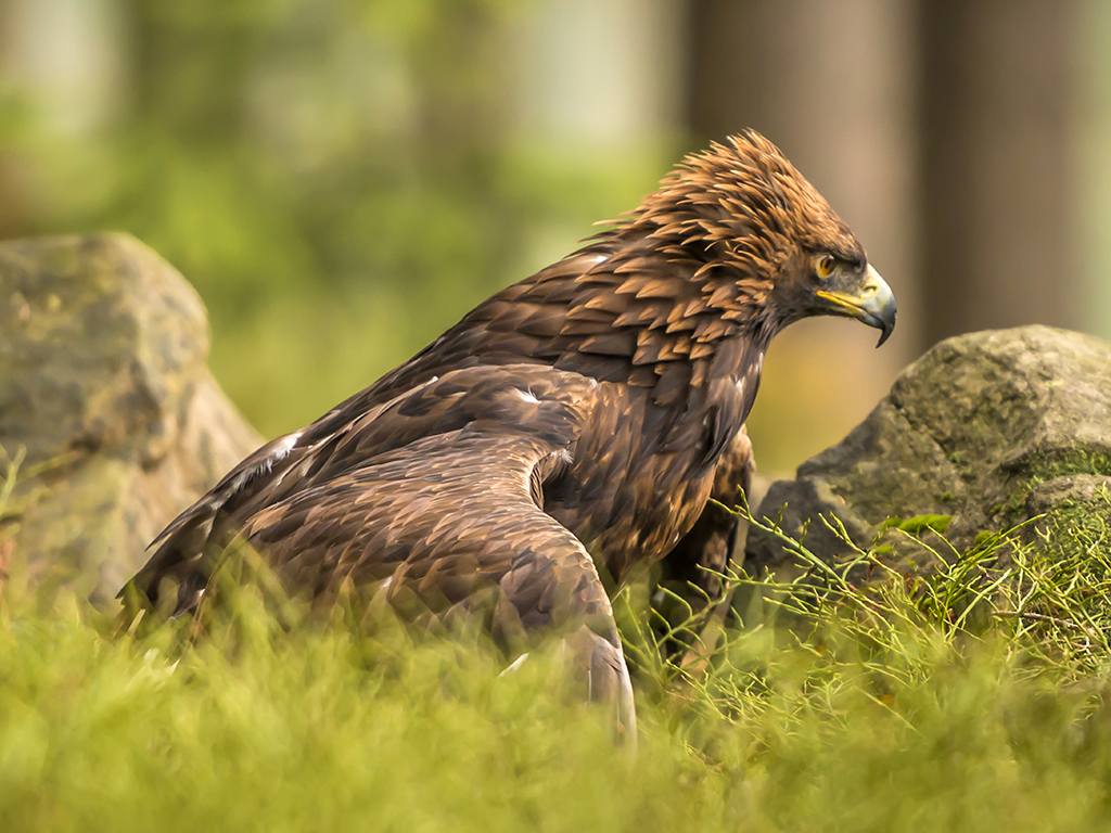 A Golden Eagle extends its wings in a ground embrace.