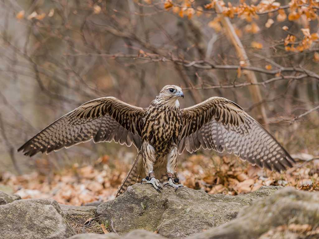 A Lanner Falcon extends its wings in a ground posture.