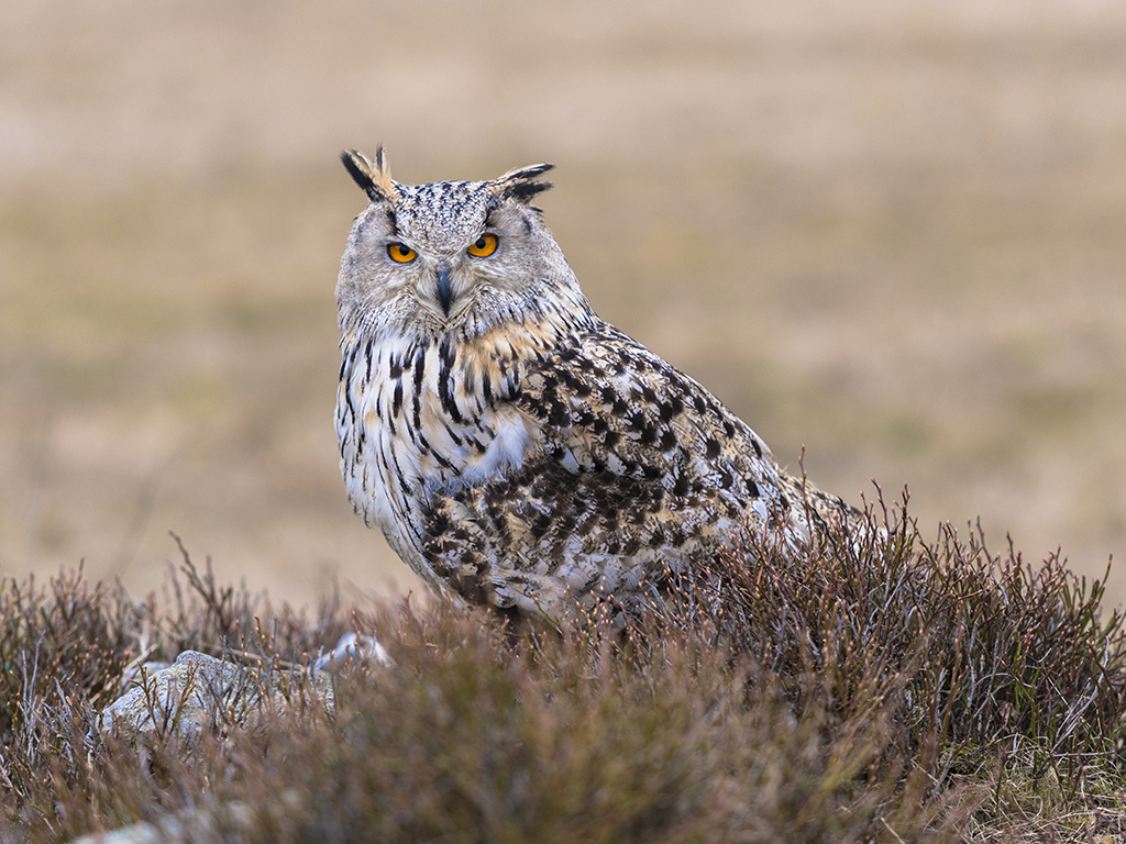Western Siberian Eagle Owl poses on a heather clad rocky outcrop.