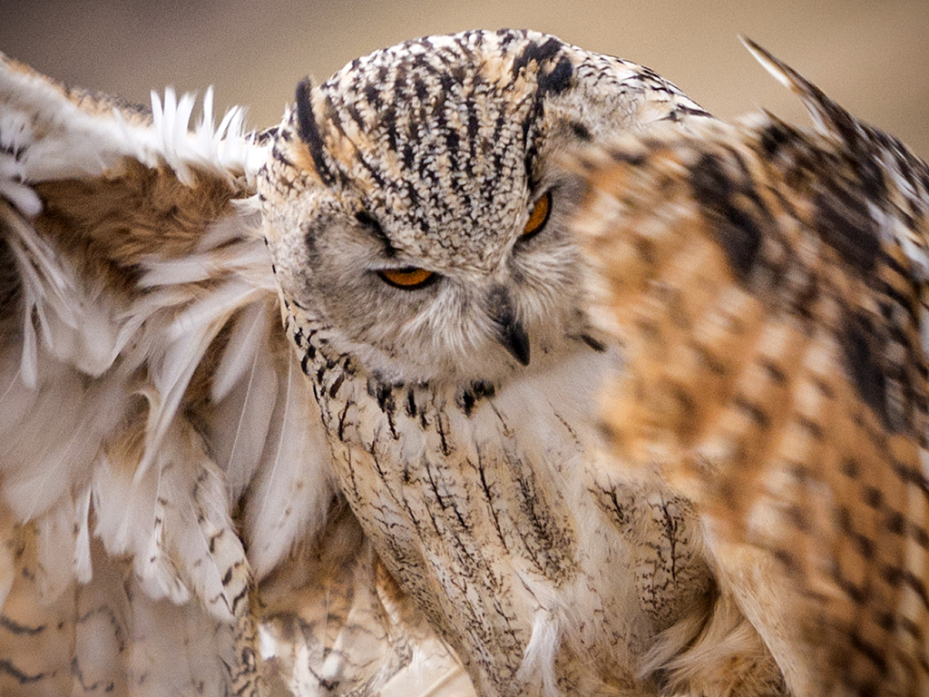 The Western Siberian Eagle Owl inviting embrace.