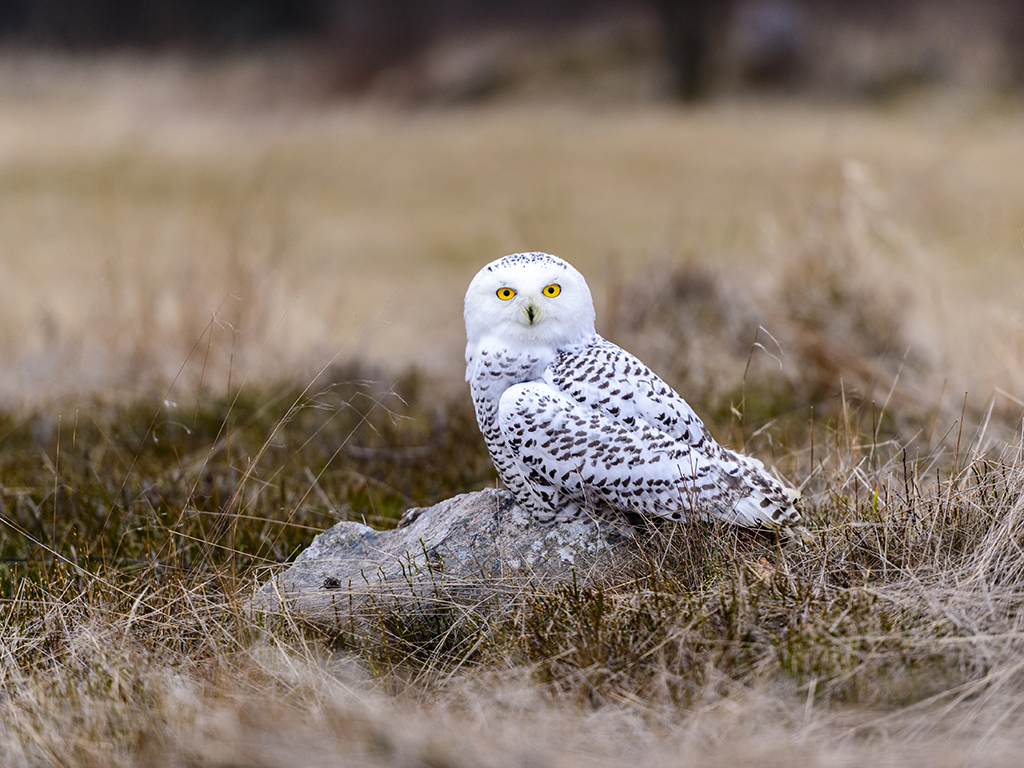 A Snowy  Owl poses on a heather clad rocky outcrop.