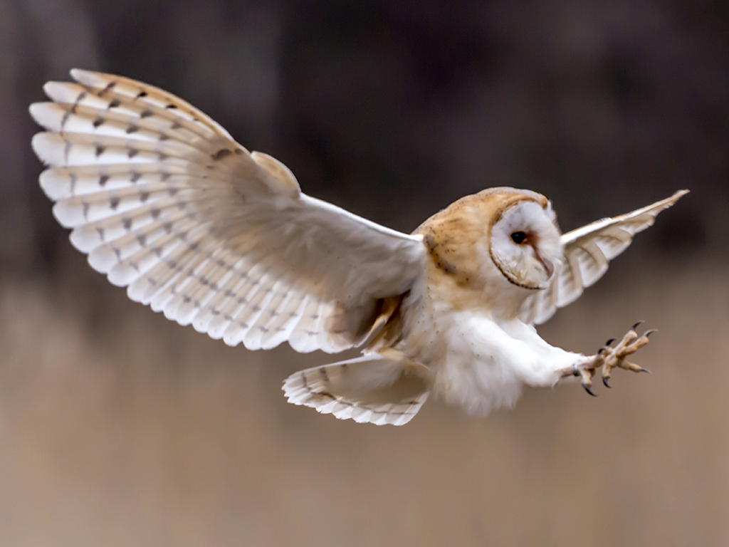 A beautiful barn owl in flight with wings and talons extended.