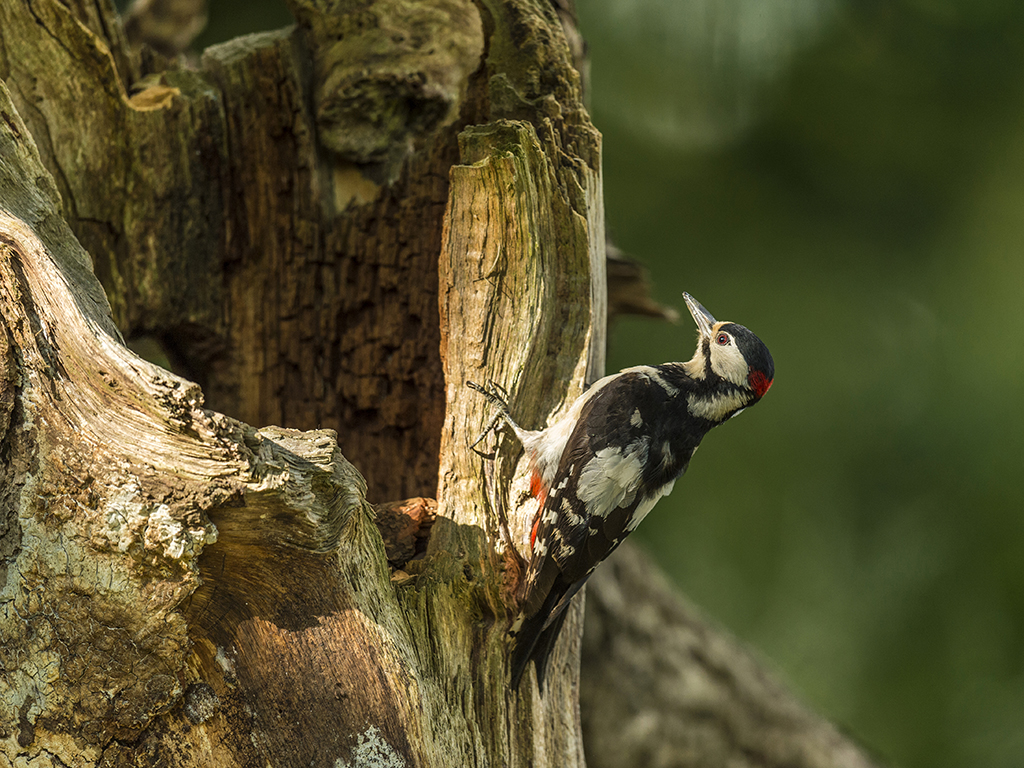 A Great Spotted Woodpecker looking magnificent, caught in an early morning sunbeam.