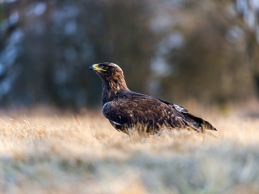 A Steppe Eagle poses on open grassland