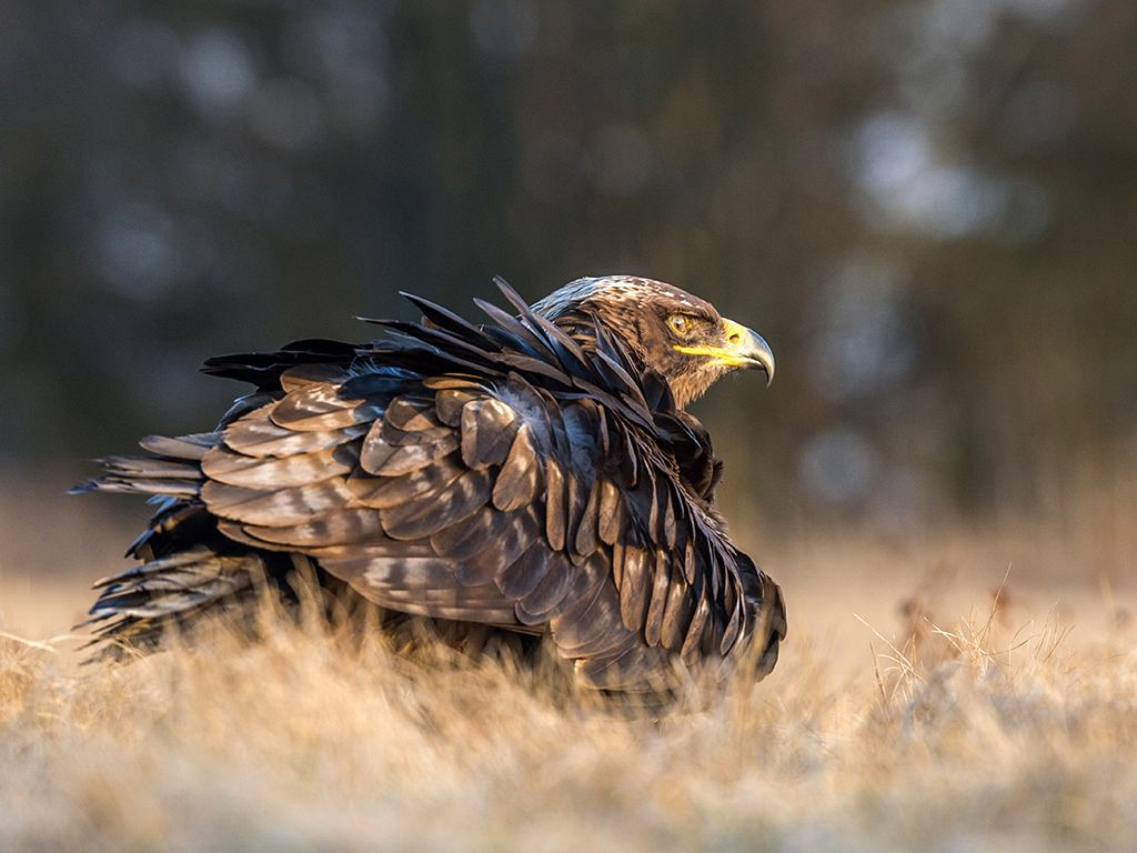 A Steppe Eagle poses on open grassland