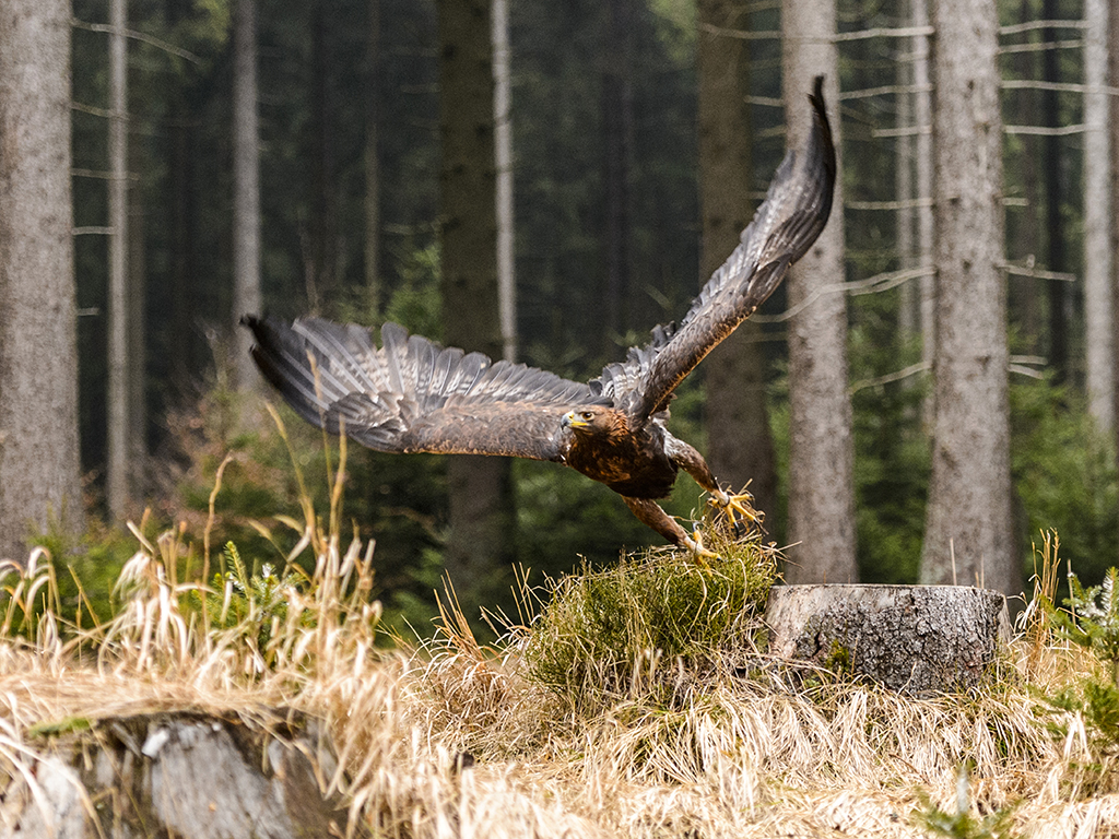 A golden eagle takes to the air in a forest setting.