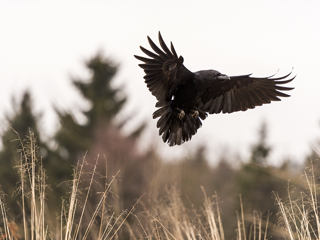 A black Raven flares it wings and tail feathers as it is about to land.