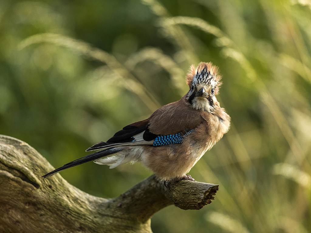 An Eurasian Jay displays its head crest on a blistery summers day