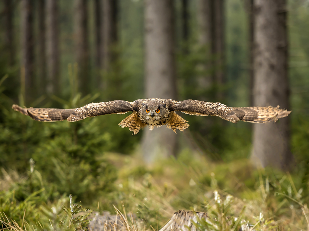 The piercing eyes of a Western Siberian Eagle Owl focuses on its target.