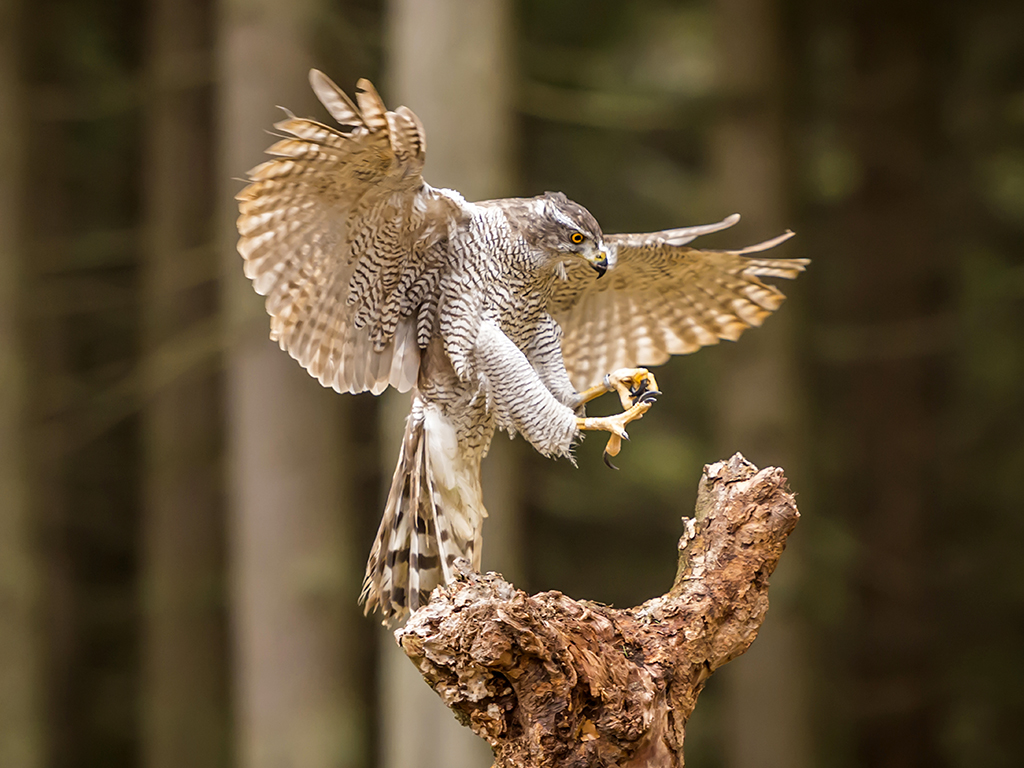 A goshawk prepares to land on a wooden tree stump with talons extended.