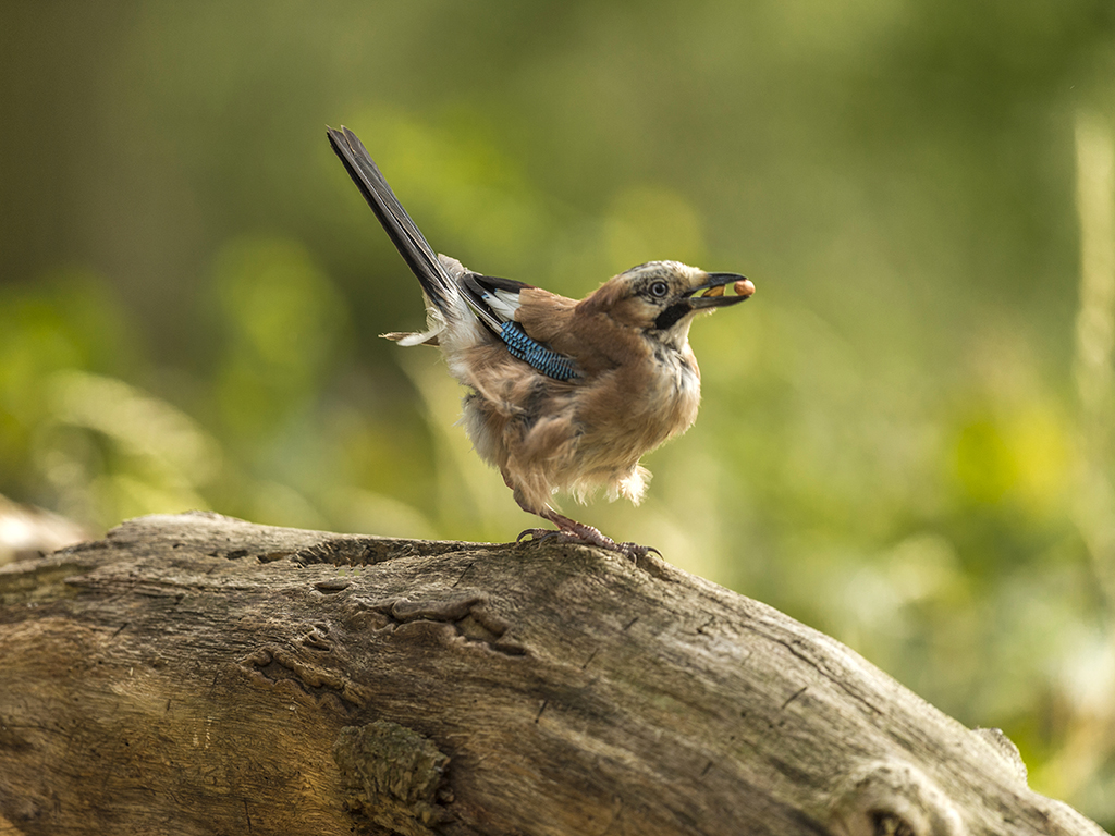 An Eurasian Jay displays nonchalantly having secured his prize. 