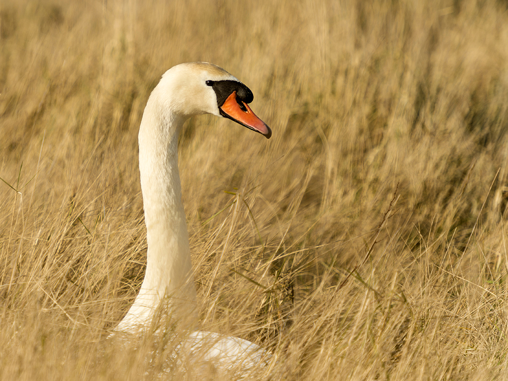 A female mute swan sits patiently on her nest waiting the return of the proud male.