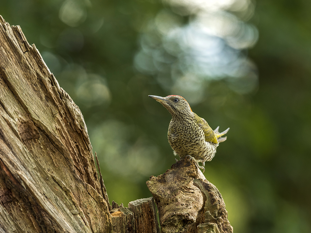 An European Green Woodpecker balances precariously on a dilapidated wooden branch.