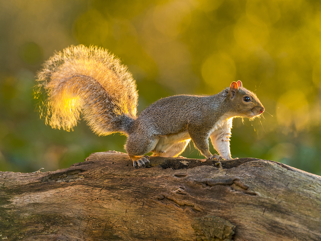 Eastern Gray Squirrel posturing on a wooden branch bathed in early evening sunlight.