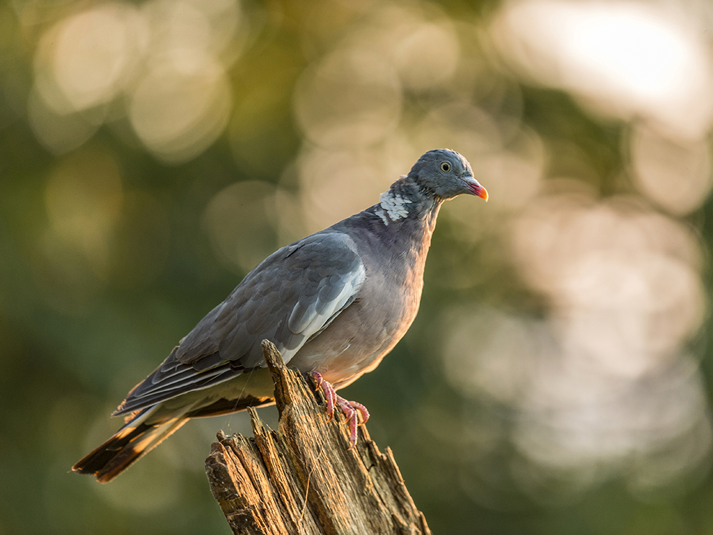 A wild pigeon perched on a dilapidated tree stump in a woodland setting.
